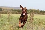 DOBERMANN 434